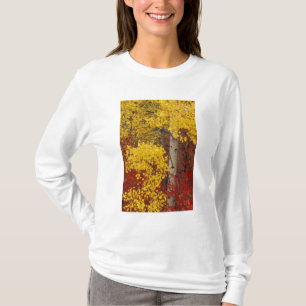 T-shirt NA, EUA, Washington, Wenatchee National Forest.