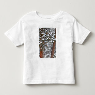 T-shirt Neve enche o ramo do pinheiro ponderosa