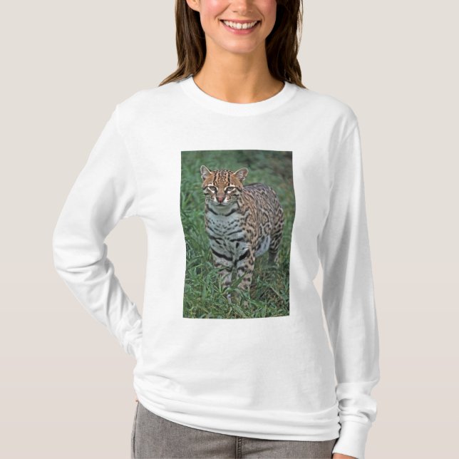 T-shirt OCELOTE (Leopardus pardalis) AMÉRICA CENTRAL (Frente)