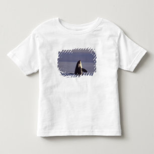 T-shirt Orca assassina (Orca orcinus) espiando perto
