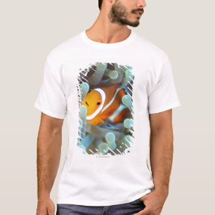 T-shirt Palhaço Anemonefish