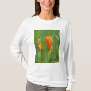 T-shirt papoulas douradas da Califórnia em um campo verde