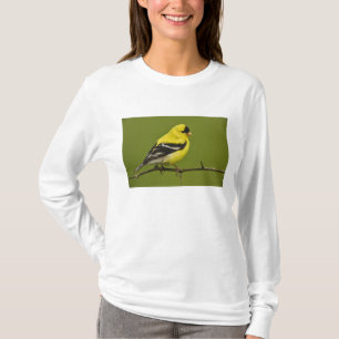 T-shirt Pássaro-do-céu macho em plumagem reprodutiva,