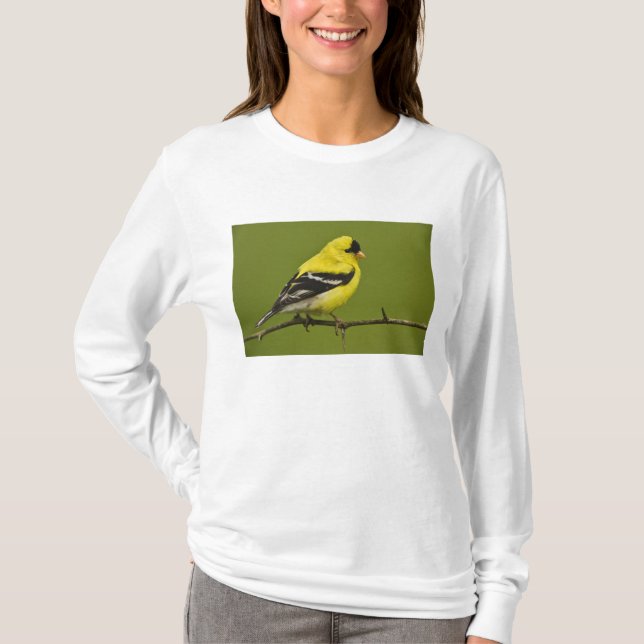 T-shirt Pássaro-do-céu macho em plumagem reprodutiva, (Frente)