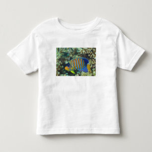 T-shirt Peixe-anjo-real juvenil Pygoplites