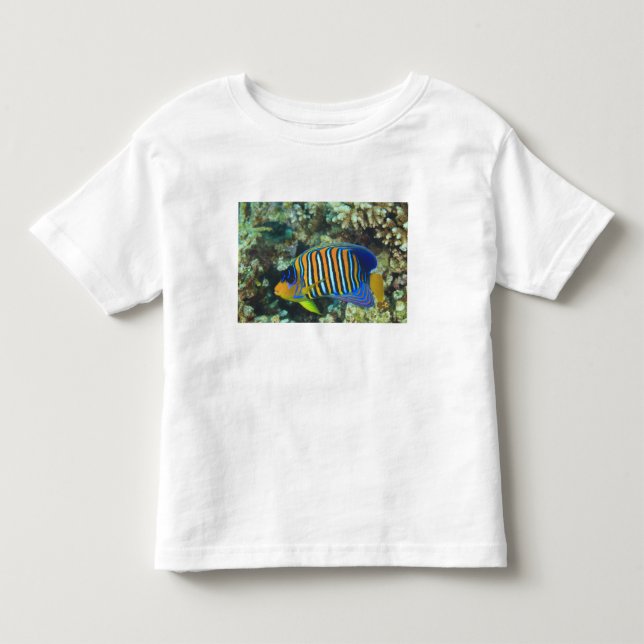T-shirt Peixe-anjo-real juvenil Pygoplites (Frente)
