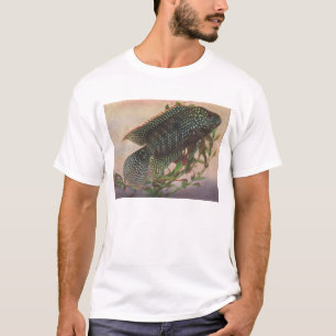 T-shirt Peixes - Jack Dempsey - Archocentrus octofasciatus