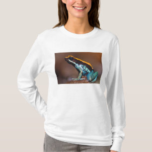 T-shirt Phyllobates vittatus, um sapo venenoso