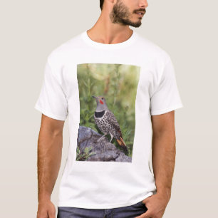 T-shirt Pica-pau-de-costas-vermelhas, Colaptes auratus, Re