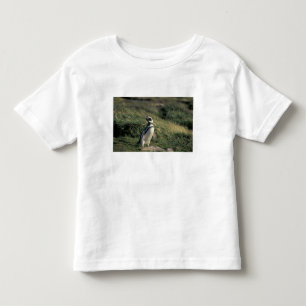 T-shirt Pinguim-de-magalhães (Spheniscus magellanicus),