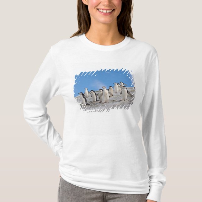 T-shirt Pinguins-de-barbicha | Pygoscelis Antarctica (Frente)