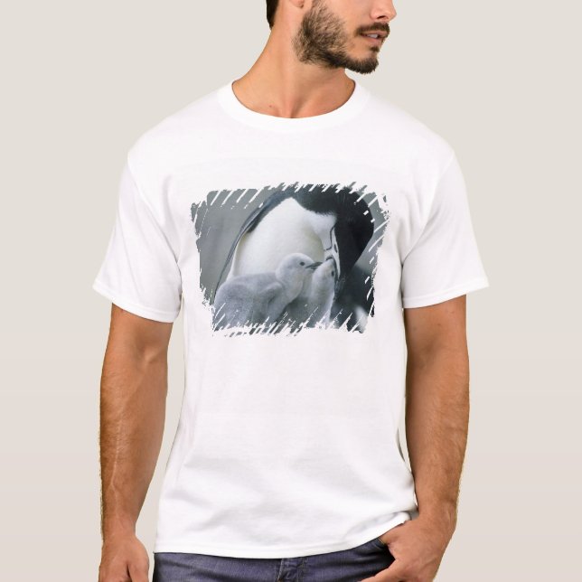 T-shirt Pinguins-de-barbicha, Pygoscelis antarctica), (Frente)