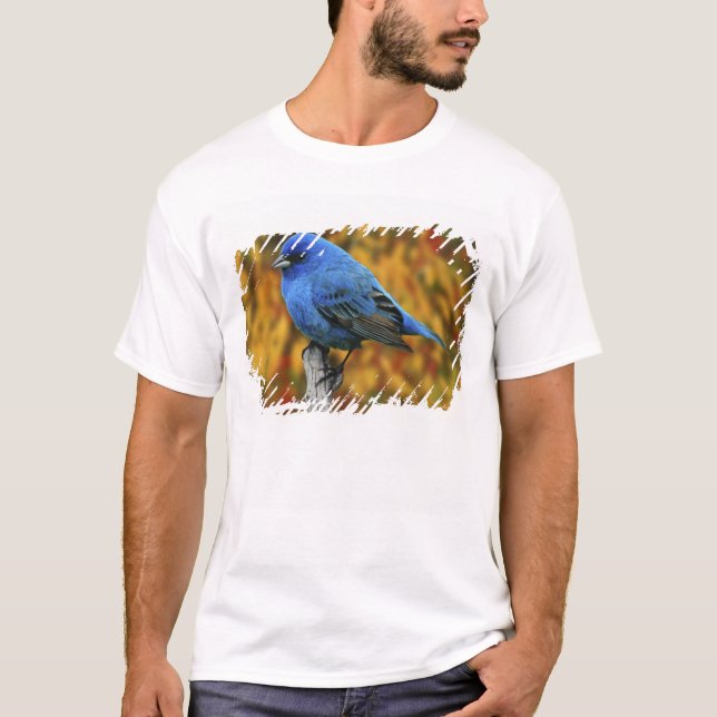 T-shirt Pintassilgo-azul-macho, Passerina cyanea (Frente)