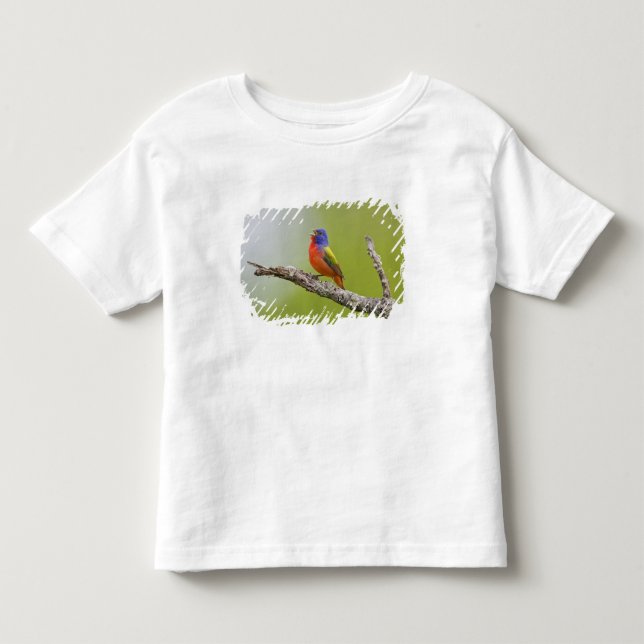 T-shirt Pintassilgo-de-bico-grosso (Passerina ciris) macho (Frente)