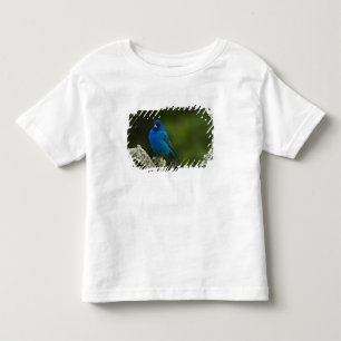 T-shirt Pintassilgo-índigo, Passerina cyanea, Costeiro