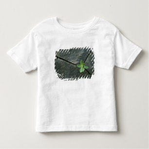 T-shirt Planta que cresce em Boulder rachado