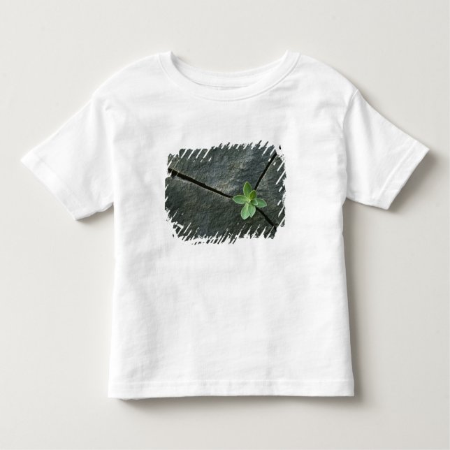T-shirt Planta que cresce em Boulder rachado (Frente)