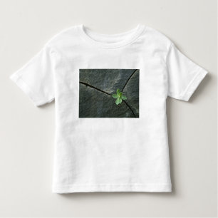 T-shirt Planta que cresce em Boulder rachado