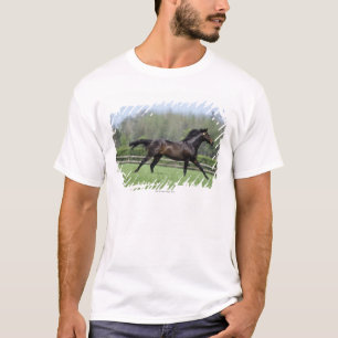 T-shirt Puro-sangue do cavalo, Wassl 1988,