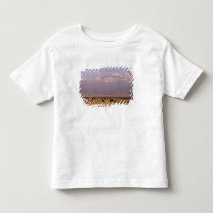 T-shirt Quênia: Parque Nacional de Amboseli, Elefantes