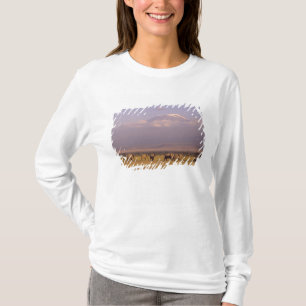 T-shirt Quênia: Parque Nacional de Amboseli, Elefantes