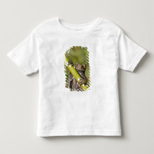 T-shirt Rã-árvore Cativa Tapichalaca Hyloscirtus