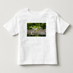 T-shirt Rã Gigante Glissante, Polypedates dennysi ssp,