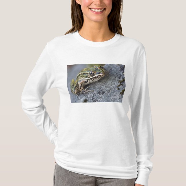 T-shirt Rã-leopardo-do-norte, Ilha Transparente, (Frente)