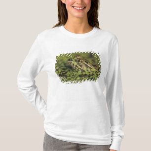 T-shirt Rã-leopardo-do-rio-grande, Rana berlandieri,