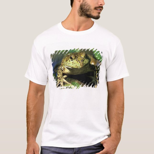 T-shirt Rã-touro. (Frente)
