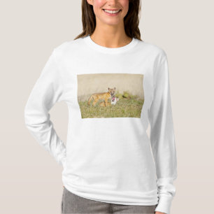 T-shirt Raposa Roxosa (Vulpes macrotis) jovem em den burro