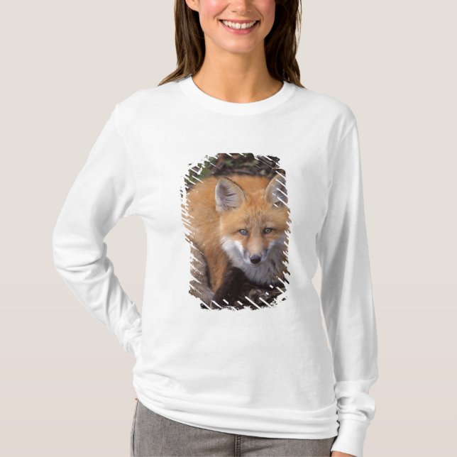 T-shirt raposa-vermelha, Vulpes vulpes, em cores de outono (Frente)