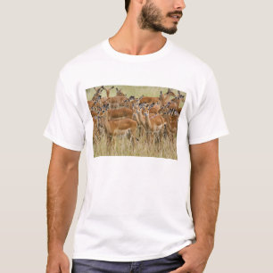 T-shirt Rebanho de impalas fêmeas, Masai Mara, Quênia.