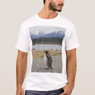 T-shirt Rei pinguim, Isla Martillo, Terra do Fogo