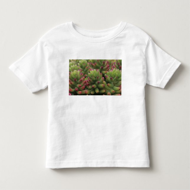 T-shirt Sedum Plant, Arizona-Sonora Desert Museum, (Frente)
