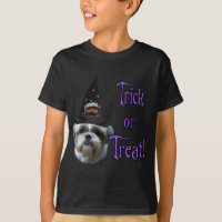 Shih Tzu Trick