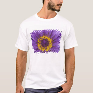 T-shirt Tailândia, Banguecoque, Lótus roxo e amarelo