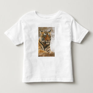 T-shirt Tigre-de-bengala-real sobre a rocha, Ranthambhor