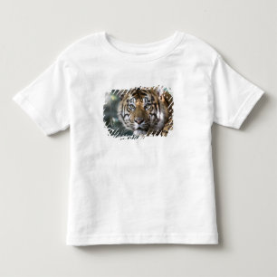 T-shirt Tigre-de-sumatra macho (Panthera tigris sumatrae)