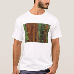 T-shirt troncos de sequóia gigante na floresta, Yosemite