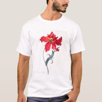 Tulipa: Vermelho de Perroquet