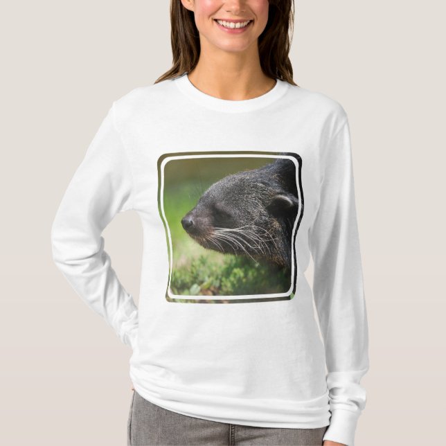 T-shirt Urso Hoody de Binturong (Frente)