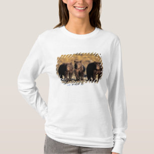 T-shirt Urso-pardo, urso marrom, filhotes, Katmai National