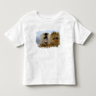 T-shirt urso polar, Ursus maritimus, curiosamente olha