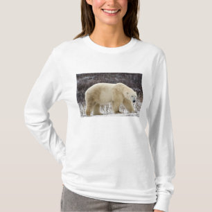 T-shirt Urso Polar Ursus maritimus) em Churchill