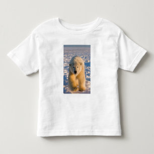 T-shirt urso polar, Ursus maritimus, urso polar no gelo