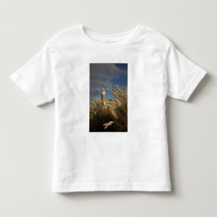 T-shirt Uruguai, Departamento de Montevidéu, Montevidéu. 2