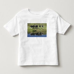 T-shirt Vacas refletidas no canal, Henley, Taieri Plain,