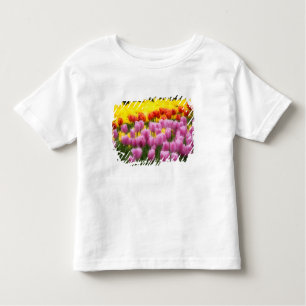 T-shirt WA, Skagit Valley, Roozengaarde Tulip Garden, 2