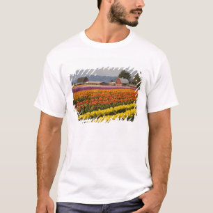 T-shirt WA, Vale de Skagit, Campos de tulipas em flor, em